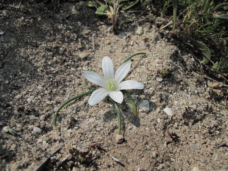 Ornithogalum exscapum
